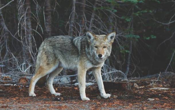 Волки загрызли собаку в окрестностях Великого Новгорода
